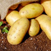 Canning Potatoes